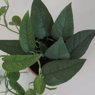 Epipremnum pinnatum ‘Cebu blue’ epipremnum pinnatum cebu blue pothos raritní sběratelská pokojová rostlina