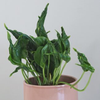 Pothos Epipremnum aureum ‘Shangri La’ pothos epipremnum aureum shangri la netradiční zajímavá táháva pokojová rostlina plantize