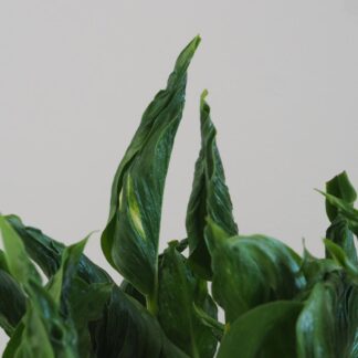 Pothos Epipremnum aureum ‘Shangri La’ pothos epipremnum aureum shangri la netradiční zajímavá táháva pokojová rostlina plantize