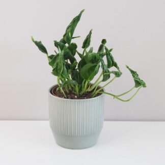 Pothos Epipremnum aureum ‘Shangri La’ pothos epipremnum aureum shangri la netradiční zajímavá táháva pokojová rostlina plantize