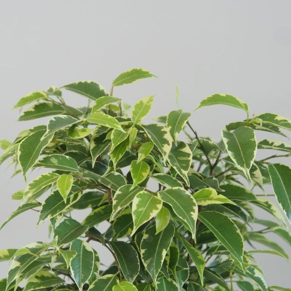 ficus benjamina kinky variegata panasovaný fíkus pokojová rostlina nenarocná plantizia