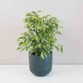 Ficus benjamina ‘Kinky’