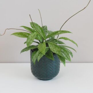 Hoya pubicalyx ‘Silver Splash’ hoya silver splash voskovka táhne nenarocná pokojová rostlina plantizia