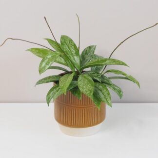 Hoya pubicalyx ‘Silver Splash’ hoya silver splash voskovka táhne nenarocná pokojová rostlina plantizia