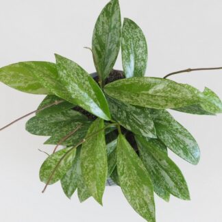 Hoya pubicalyx ‘Silver Splash’ hoya silver splash voskovka táhne nenarocná pokojová rostlina plantizia