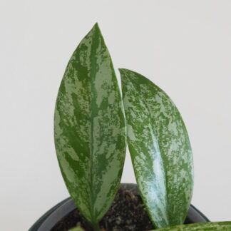 Hoya pubicalyx ‘Silver Splash’ hoya silver splash voskovka táhne nenarocná pokojová rostlina plantizia