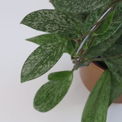 hoya pubicalyx silver splash voskovka tahava nenarocná pokojová rostlina plantizia