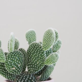 Opuntia microdasys albispina střední opuntia microdasys albispina kaktus nenarocná rostlina plantizia sukulenty pokojove rostliny pokojovky