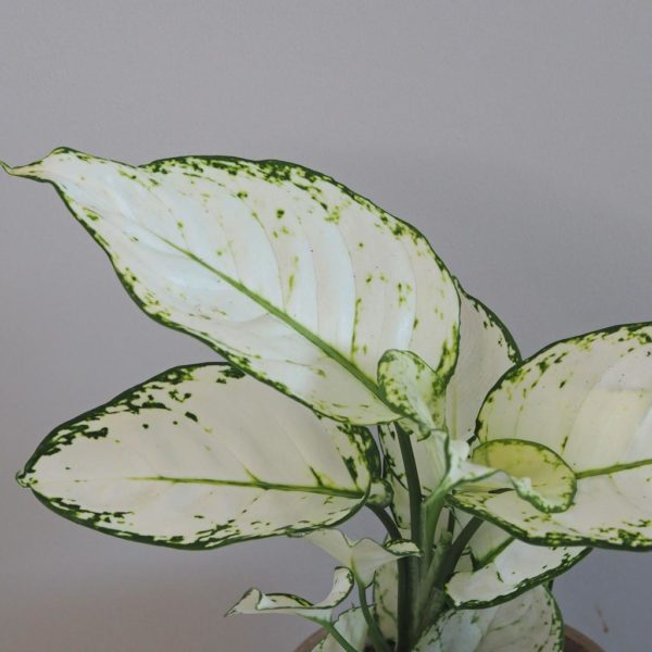 aglaonema white joy 6 plantizia Plantizia.cz