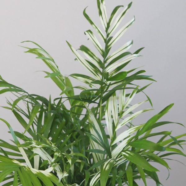 chamaedorea elegans variegata panasovana pokojová rostlina plantizia