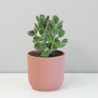 Cotyledon tomentosa cotyledon tomentosa sukulent plantizie