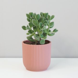 cotyledon tomentosa sukulent