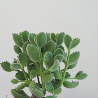 Cotyledon tomentosa cotyledon tomentosa sukulent