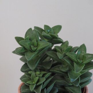 Tlustice / Crassula springtime crassula springtime tucnolist sukulent plantize