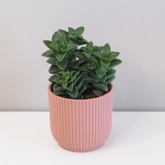 crassula springtime tucnolist sukulent plantize