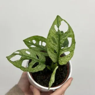 monstera adansonii mint raritní panasovana monstera rare plant