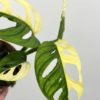 monstera adansonii variegata halfmoon panasovana nebo rare plant