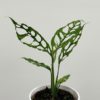 monstera obliqua rare houseplant raritní pokojová rostlina