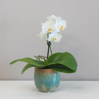 Orchidej phalaenopsis multiflora bílá Orchidej phalaenopsis multiflora bílá