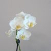 Orchidej phalaenopsis multiflora bílá