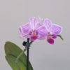 Orchidej phalaenopsis multiflora bílá s fialovými pásky
