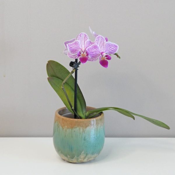 Orchidej phalaenopsis multiflora bílá s fialovými pásky
