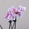 Orchidej phalaenopsis multiflora bílo fialová