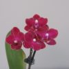 Orchidej phalaenopsis multiflora cyklamenova