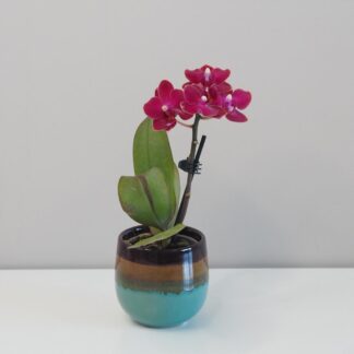 Orchidej phalaenopsis multiflora cyklamenova