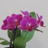 Orchidej phalaenopsis multiflora fialová