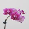 Orchidej phalaenopsis multiflora fialová flakata