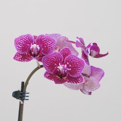 Orchidej phalaenopsis multiflora fialová flakata