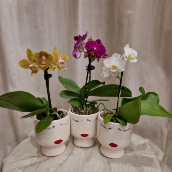 Orchidej phalaenopsis multiflora