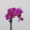 Orchidej phalaenopsis multiflora růžová