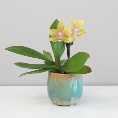 Orchidej phalaenopsis multiflora zlta