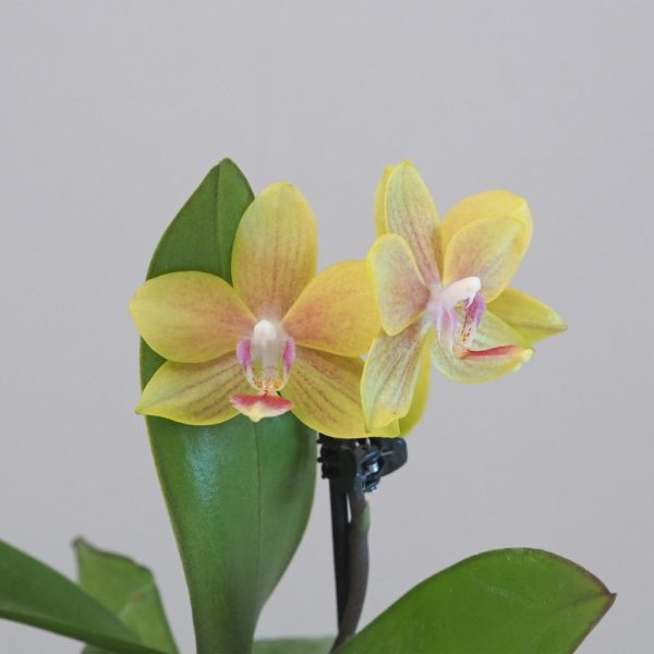 Orchidej phalaenopsis multiflora zlta