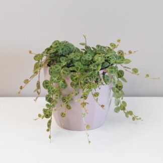 peperomia prostrata pieprovec string of turtles plantizia