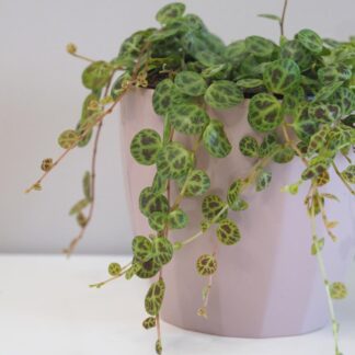 Peperomie prostrata peperomia prostrata pieprovec string of turtles plantizia