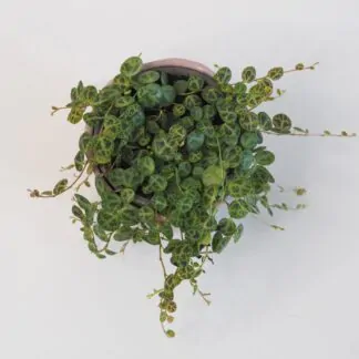 Peperomie prostrata peperomia prostrata pieprovec string of turtles plantizia