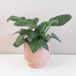 Schismatoglottis scortechinii schismatoglottis scortechinii pokojová rostlina