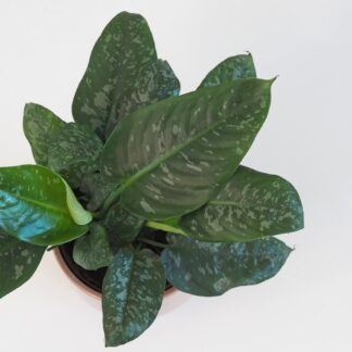 Schismatoglottis scortechinii schismatoglottis scortechinii pokojová rostlina