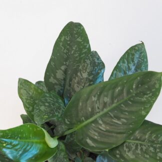 Schismatoglottis scortechinii schismatoglottis scortechinii pokojová rostlina