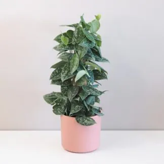 Scindapsus pictus ‘Silvery Ann’ na tyči Scindapsus pictus Silvery Ann na tyči táhává rostlina nenarocná plantize