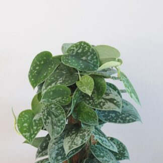 Scindapsus pictus ‘Silvery Ann’ na tyči Scindapsus pictus Silvery Ann na tyči táhává rostlina nenarocná plantize