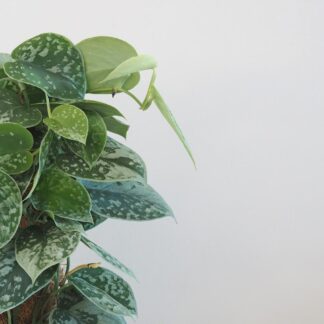 Scindapsus pictus ‘Silvery Ann’ na tyči Scindapsus pictus Silvery Ann na tyči táhává rostlina nenarocná plantize