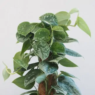 Scindapsus pictus ‘Silvery Ann’ na tyči Scindapsus pictus Silvery Ann na tyči táhává rostlina nenarocná plantize