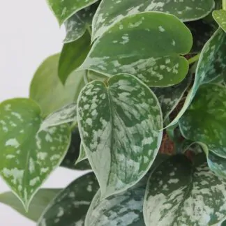 Scindapsus pictus ‘Silvery Ann’ na tyči Scindapsus pictus Silvery Ann na tyči táhává rostlina nenarocná plantize