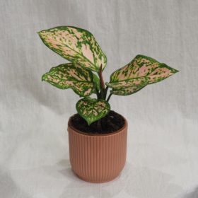 Aglaonema ‘Anyamanee’ střední