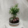 rostlinné terarium palmový svět florarium plantarium