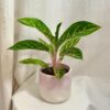 Aglaonema ‘Coco Green’ aglaonema coco green zelena pokojovka